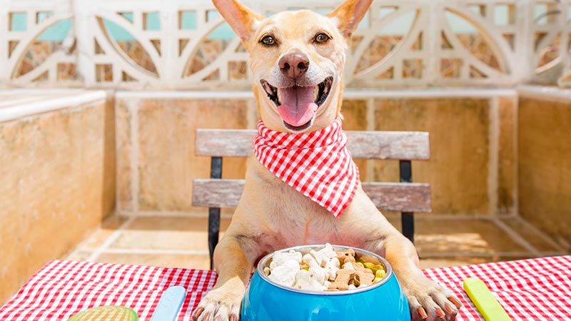 Lee más sobre el artículo Comida para perros ¿mejor pienso o alimento húmedo?