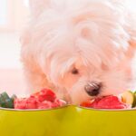 La necesidad de grasas saludables para los perros